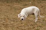 DOGUE ARGENTIN 179